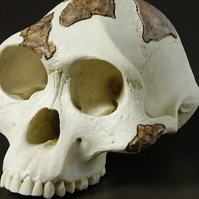 australopithecus skull