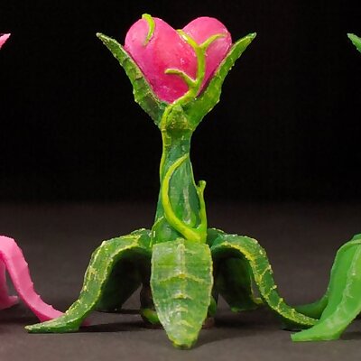 Tabletop plant Valentines Day Plant 2019