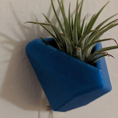 Airplant and Succulent Wall Planter