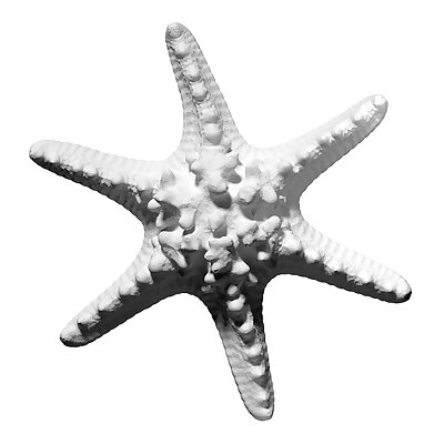 3D scan of a horned sea star