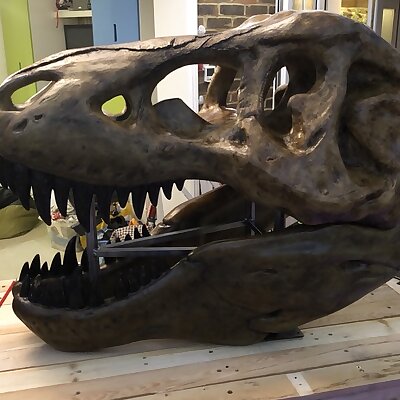 Large T Rex Recut Skull