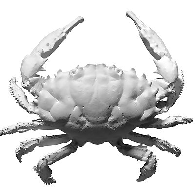 3D scan of a dark finger reef crab