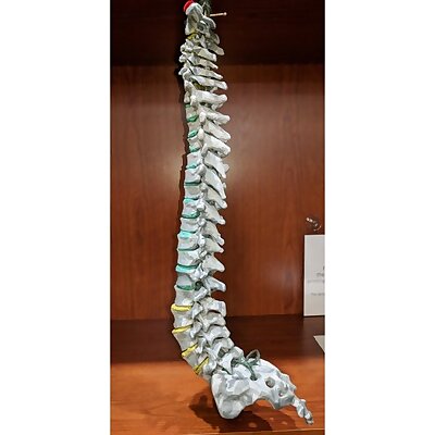 human thoracic vertebrae T1T12