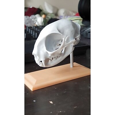 Domestic Cat Skull Remix Easy to Print