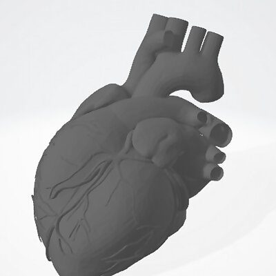 Anatomical Human HeartEasier to print