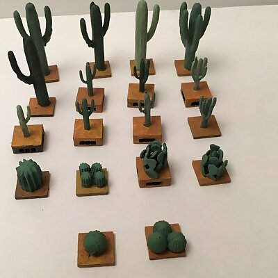 Miniature Cacti Many Varieties