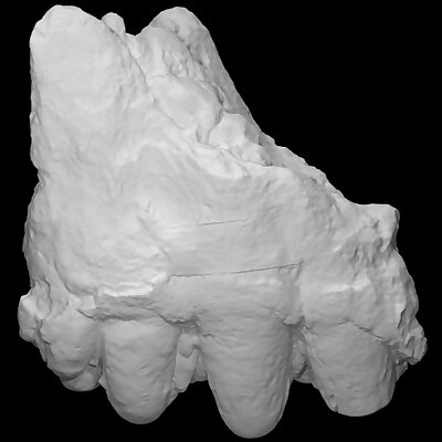 USNM V 10875 Cuvieronius molar