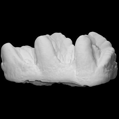 USNM V 10818 Cuvieronius molar
