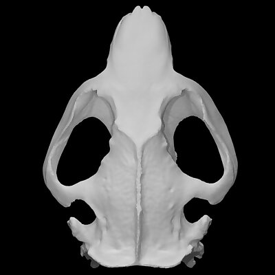 3001 Beaver Skull