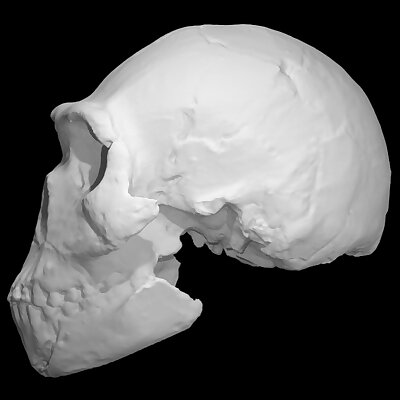 Complete Homo Naledi Reconstructed Skull