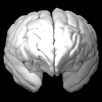 Orangutan Brain