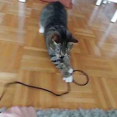 cat toy flexible