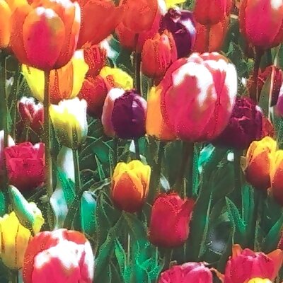 Color Lithophane Tulips