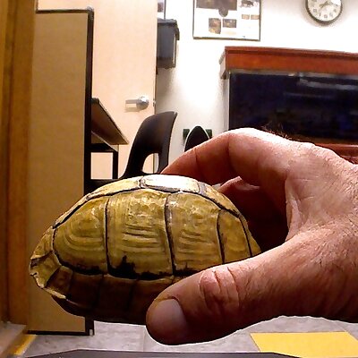 Turtle Shell