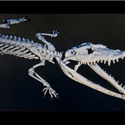Crocodylus 3D