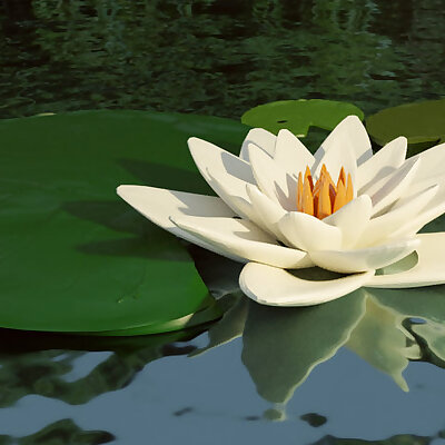 Lotus Flower  Water Lily with Leaves