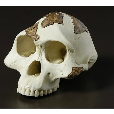 Australopithecus skull