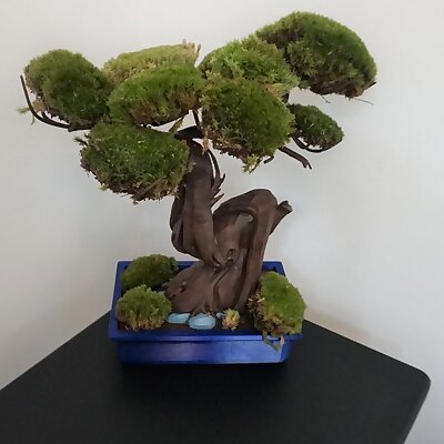 Moss Bonsai flower pot