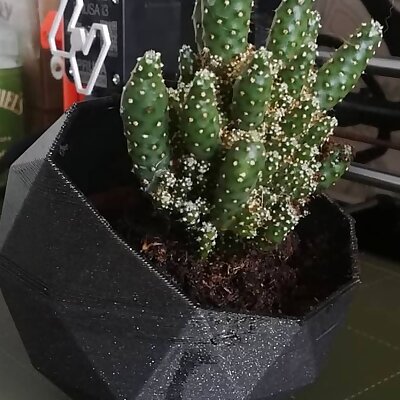 Geometric Cactus Pot