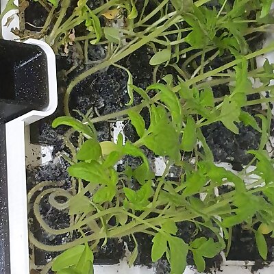 Bioponics Seedling Tray