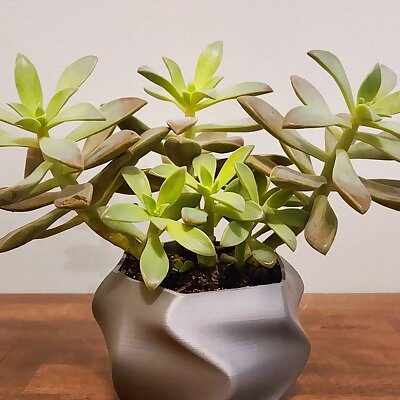 Twisted Succulent Pot