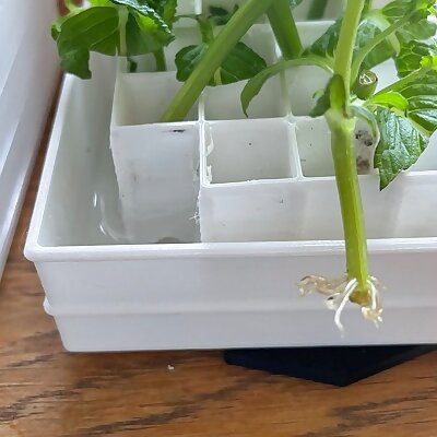 Peppermint Rooting Box