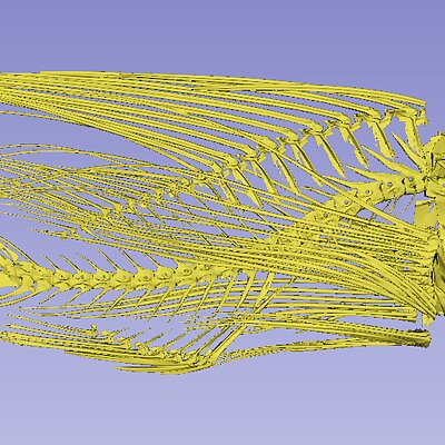 Lionfish Skeleton