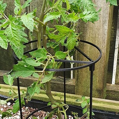 Tomato Plant Support