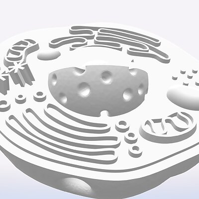 Mini Animal Cell Combined Into One Model