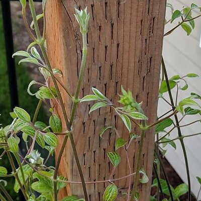 Climbing vine support for 4x4 post