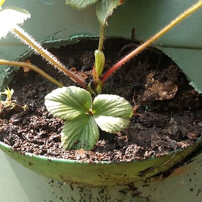 Strawberry planter scoops