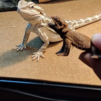Bearded Dragon With Supports