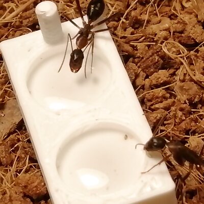 Ant Feeding Dish