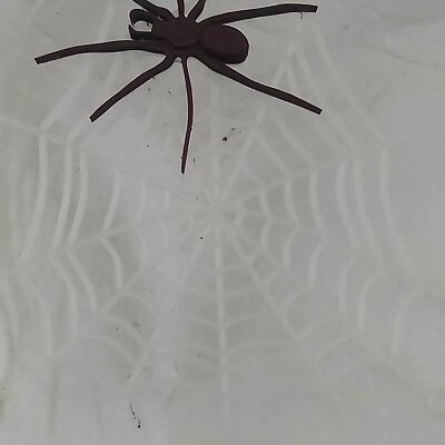Pavouk na pavučině