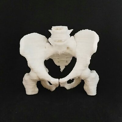Human hip bone