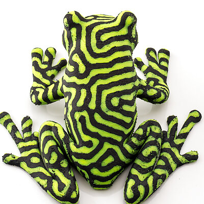 2color tree frog