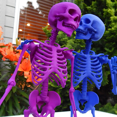 Mr Bones  Articulated Skeleton