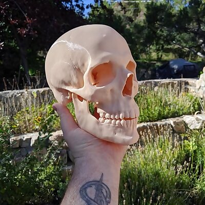 Human Skull Medical Scan