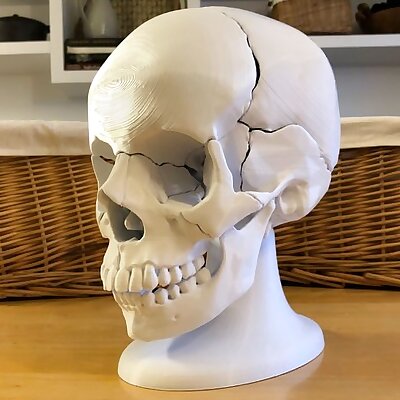 Full Size AnatomicallyCorrect 18Piece Magnetic Human Skull Model