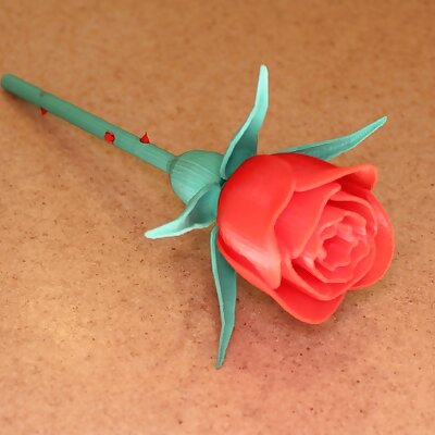 Rose with Stem  Thorns  Sepals  Hip for Valentines Day