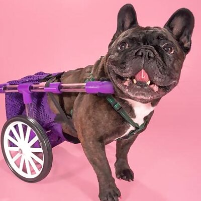 FiGo  Dog Wheelchair