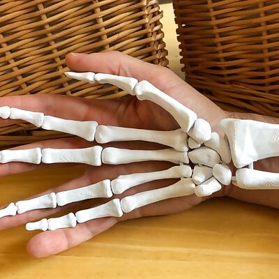 Full Size Anatomically Correct Human Hand Model