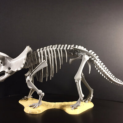 Triceratops prorsus Skeleton