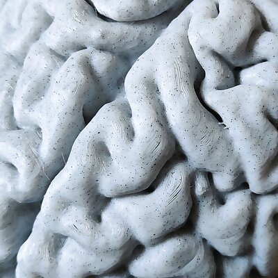 Real human brain from MRI scan