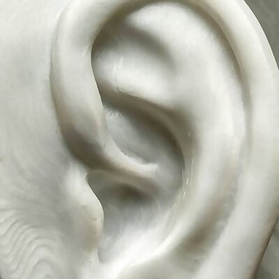Ear of Michelangelos David