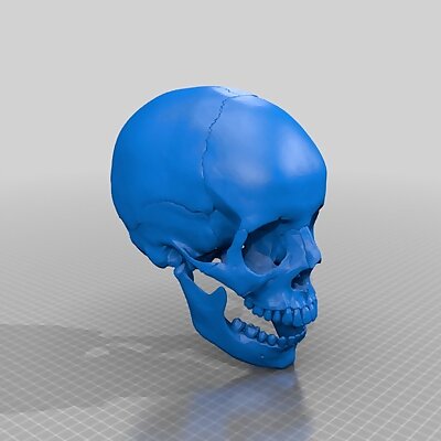 Human skull anatomically correct and printer friendly updated with jaw
