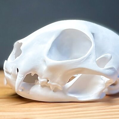Skull of an European wild cat Felis silvestris