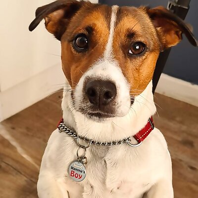 Ammo the Jack Russel 3D Printable Photo