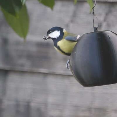 Bird feeder Sphere