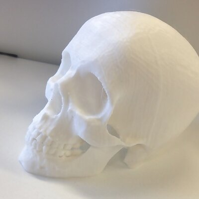 Reoriented Skull for supportless printing